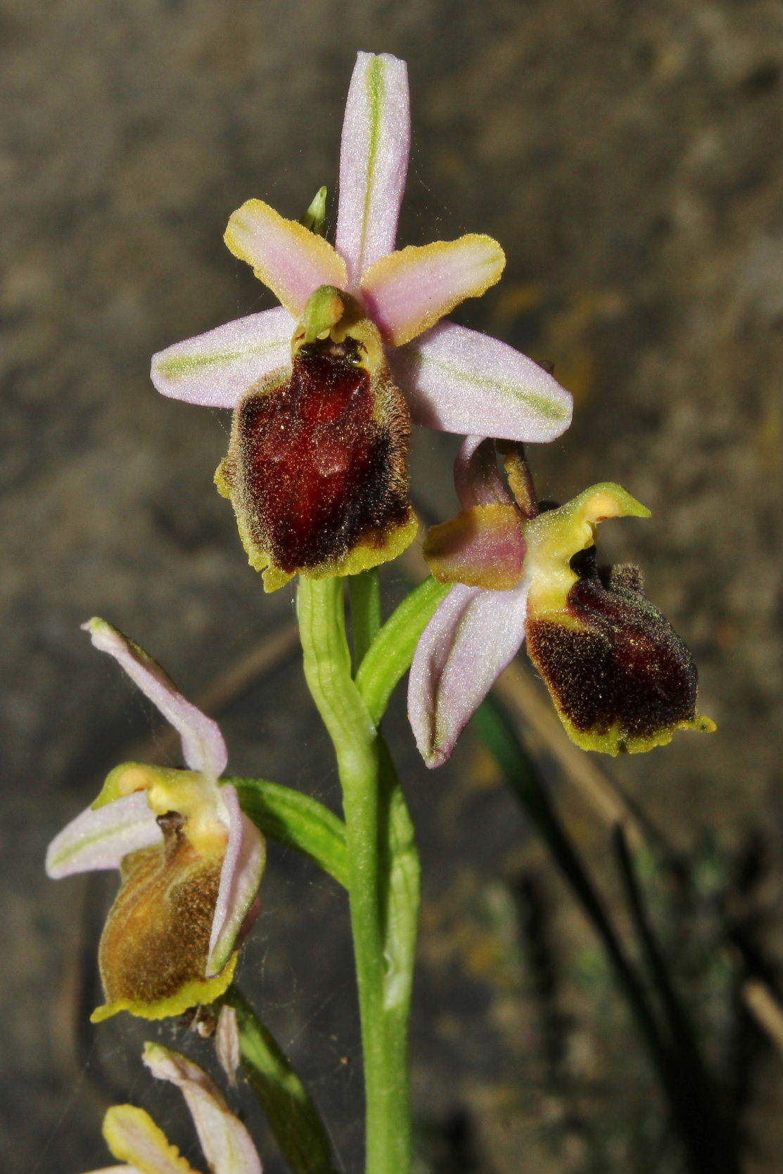 Ophrys exaltata subsp. montis-leonis - variabilit